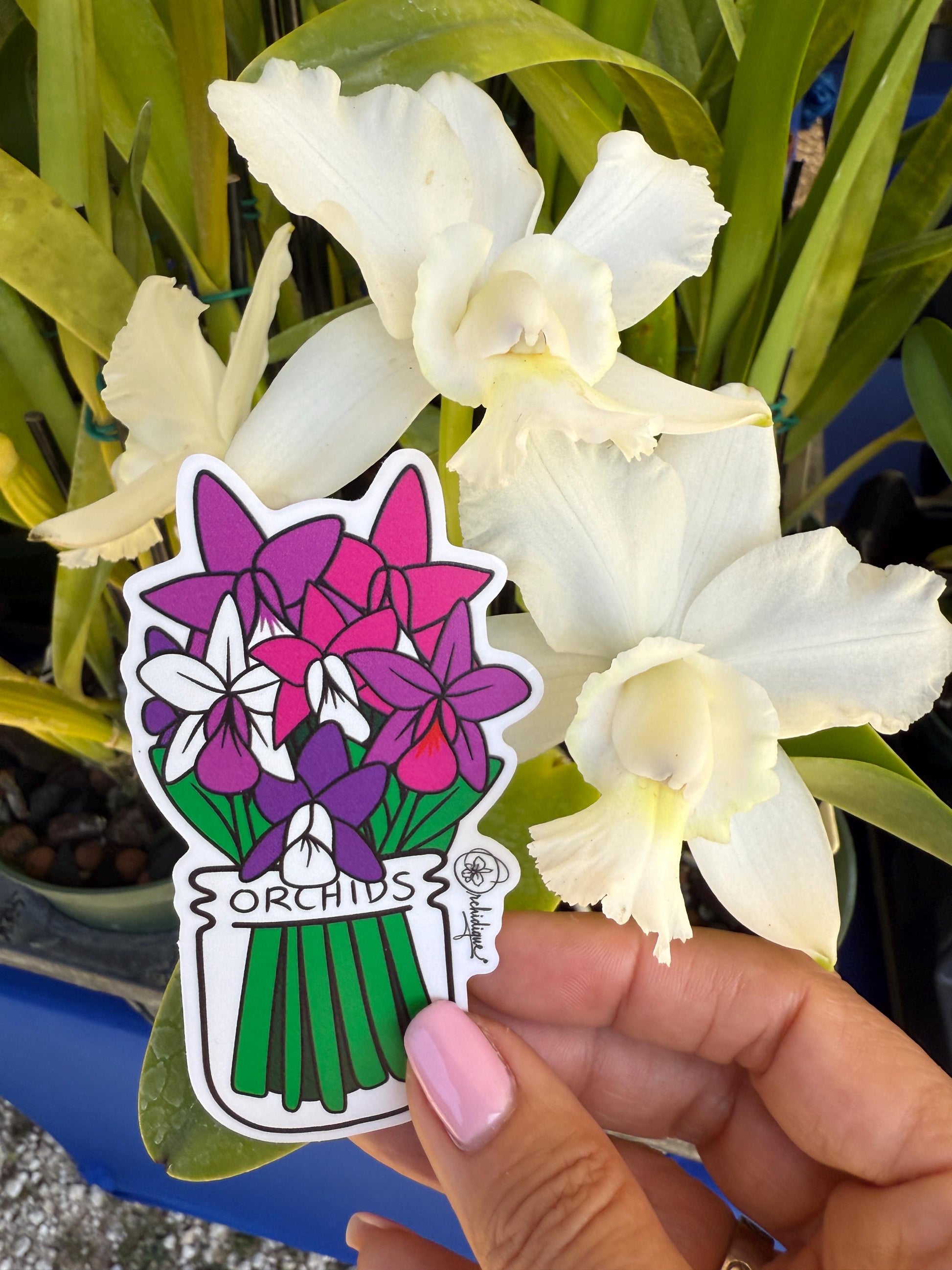 Orchid Bouquet of Cattleyas Sticker