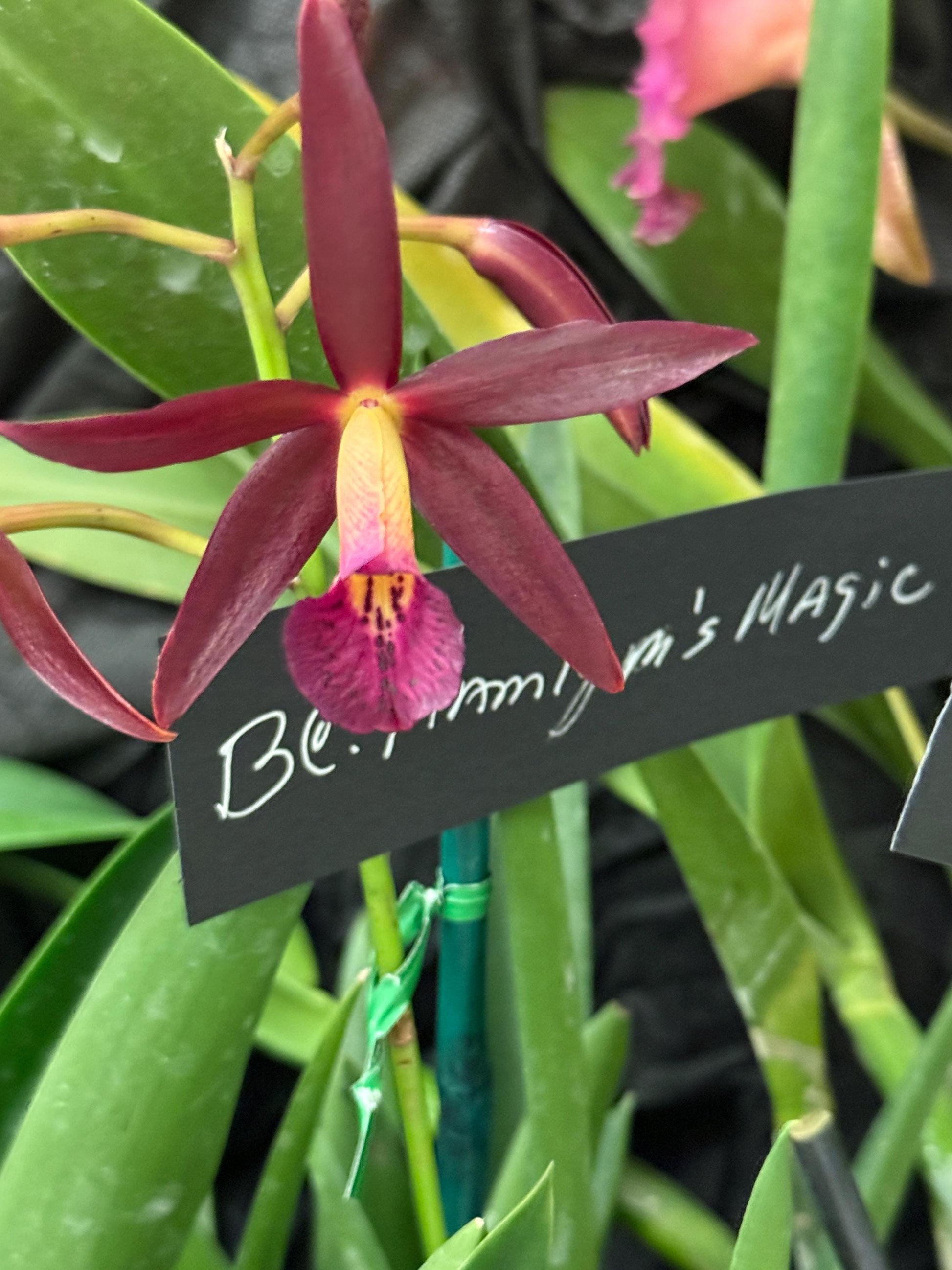 Brassocattleya Jewelry : Orchid Necklace or Earrings