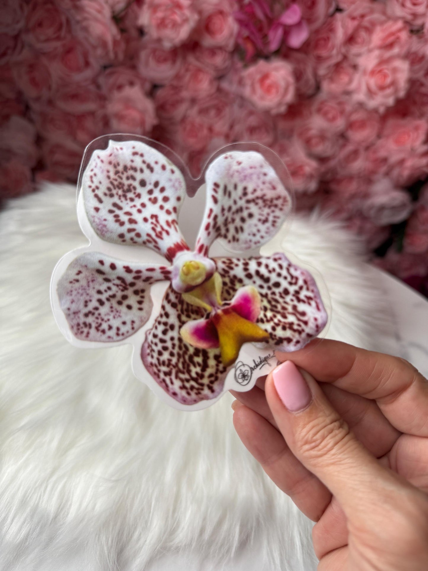 Vanda Tricolor Sticker • Orchid Sticker