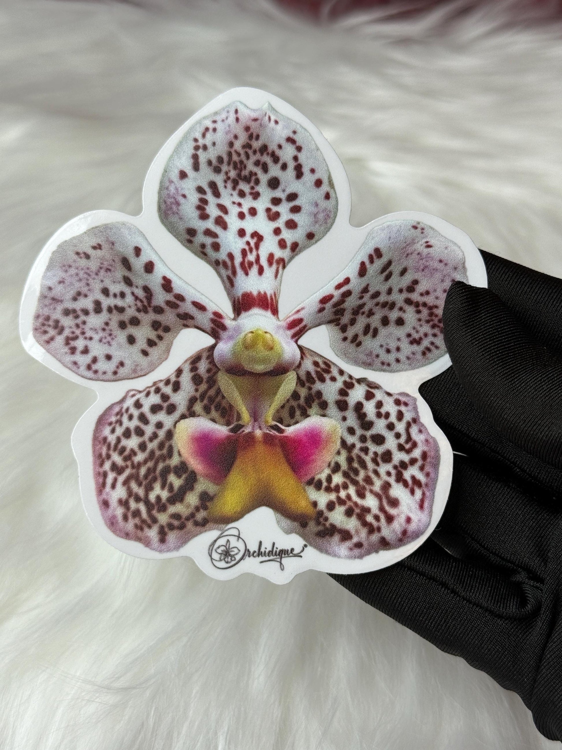 Vanda Tricolor Sticker • Orchid Sticker