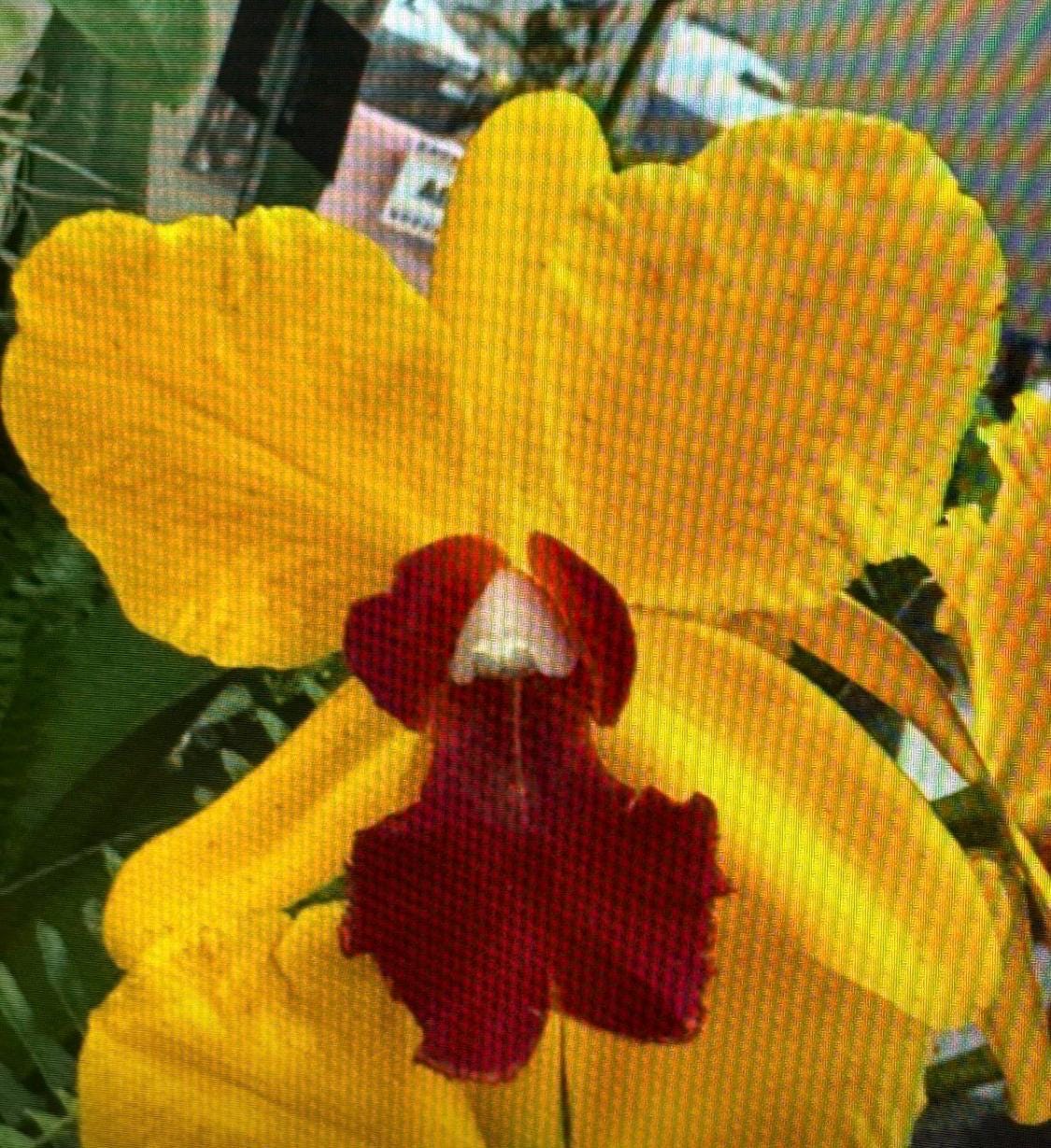 Sophrolaeliocattleya Yellow Orchid Jewelry • Convertible Choker Necklace, Studs, & Adjustable Ring • Mix and Match Set