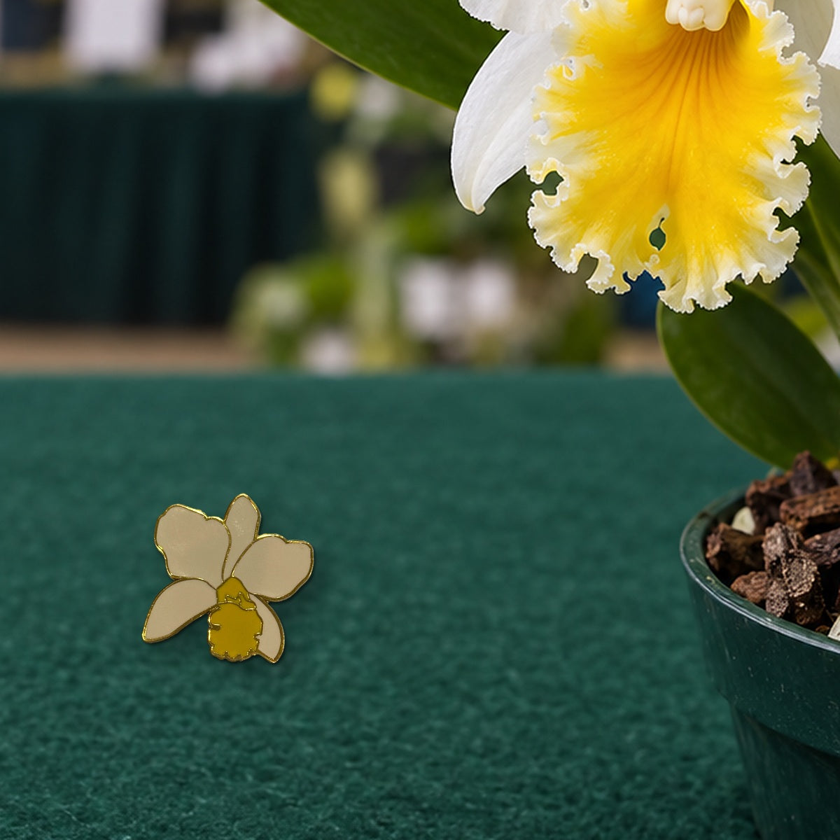 White and yellow Lueddemannia orchid enamel pin on a green felt orchid show table beside a blooming white Cattleya with a golden lip