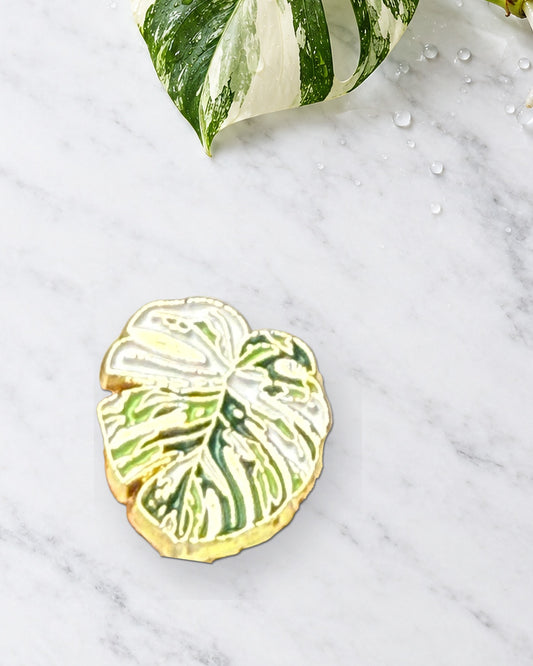 Mini Albo Monstera enamel pin on white marble beside a fresh variegated Monstera albo cutting in a glass propagation vase