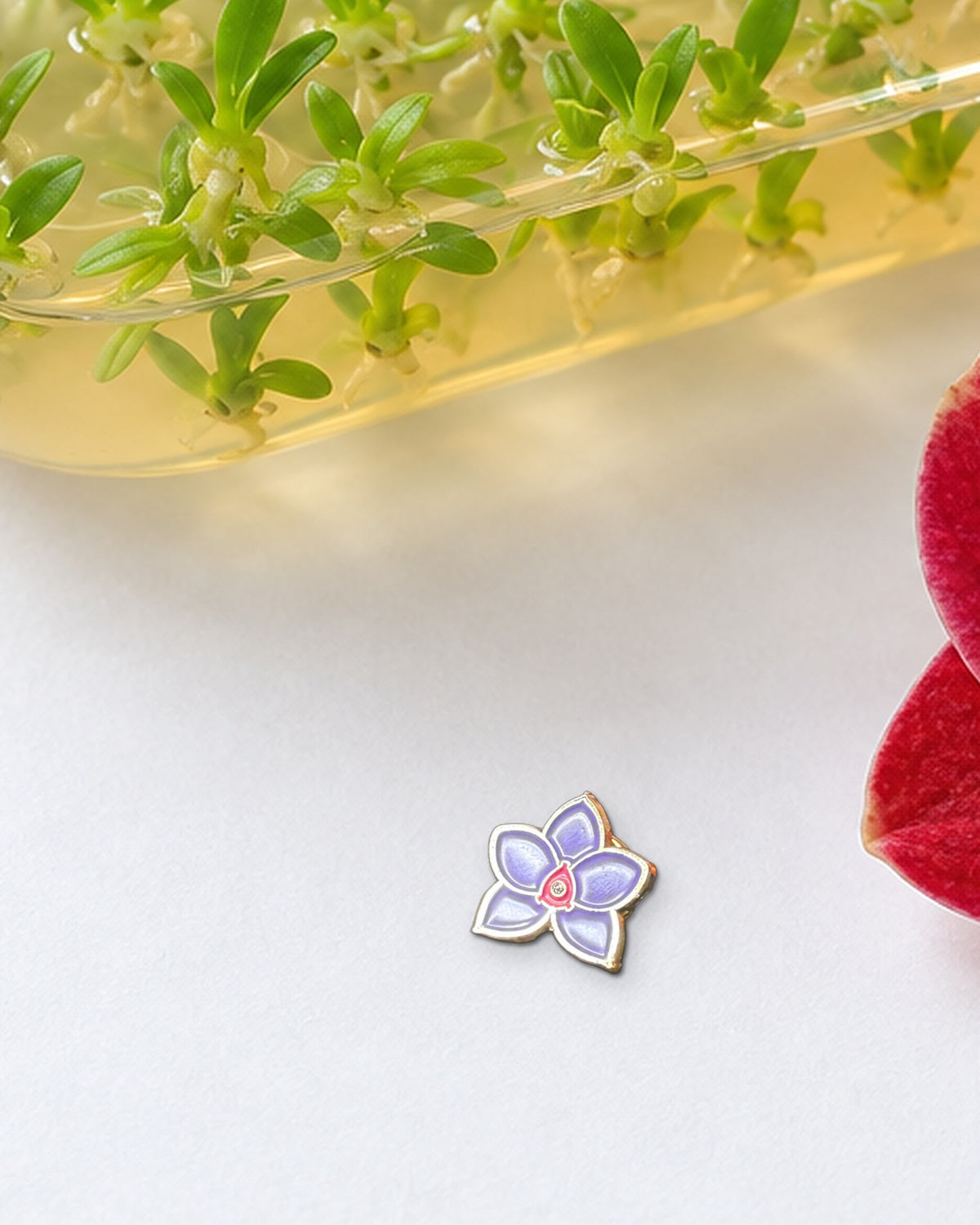 Purple mini novelty Phalaenopsis enamel pin beside an orchid seed flask of tiny seedlings and a red Phalaenopsis bloom
