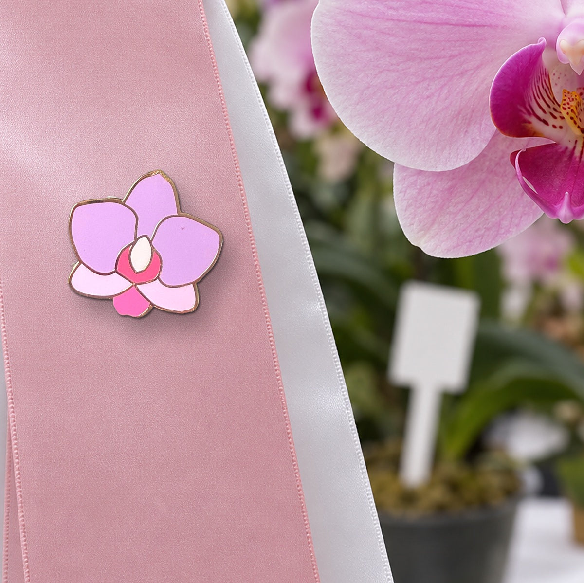 Pink Phal Cutie orchid enamel pin on a pink satin orchid show award ribbon beside a blooming pink Phalaenopsis