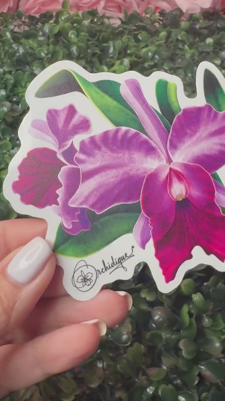 Orchid Brassolaeliocattleya BLC  Sticker  • Orchid Lover Gift